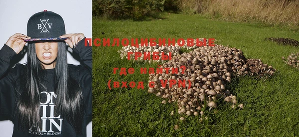 прущие грибы Баксан